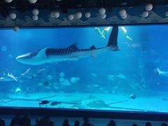 -烟台海昌鲸鲨海洋公园