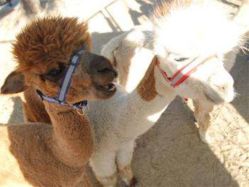 -萌宠亲子动物乐园(槐房万达店)