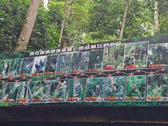 -西双版纳原始森林公园
