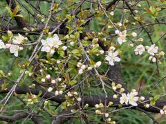 -金鸡湖桃花岛