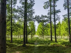 -黄海国家森林公园