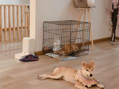 -柴迷FANS CLUB·柴犬狗咖·猫咖