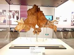 -北京周口店北京人遗址博物馆