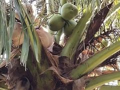 -亚龙湾中心广场
