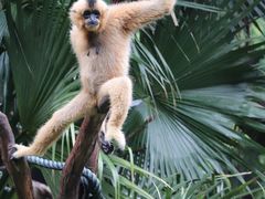 -广州长隆野生动物世界