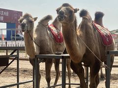 -库伦旗银沙湾旅游景区