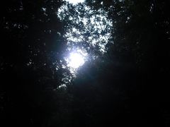 -五营红松林海景区