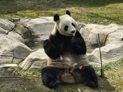-上海野生动物园