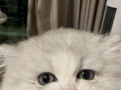 -瑞鹏宠物医院·骨科·猫科·内科(第一中心)