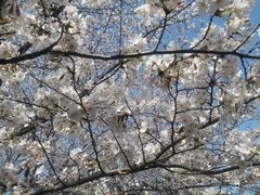 -高东镇樱花园