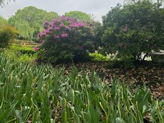 -上海鲜花港
