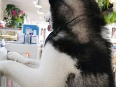 -Husky Go! 哈士奇体验馆·宠物咖啡厅狗咖