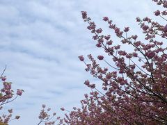 -高东镇樱花园
