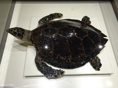 -青岛贝壳博物馆
