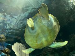 -上海海洋水族馆