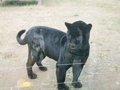 -鄂尔多斯野生动物园