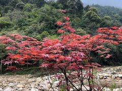 -姑婆山旅游区