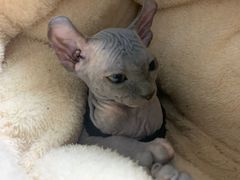 -芭比堂动物医院·犬猫全科·异宠专科(雁塔分院)