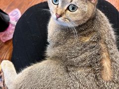 -浅草猫吧猫咖 购宠桌游 约会社交(红鼎国际名苑店)