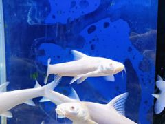 -沙沙哗啦海洋馆(华宇百花谷店)