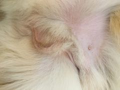 -芭比堂动物医院·24小时·眼科中心(深圳中心)
