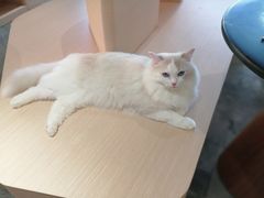 -瞄一喵猫咖(格力海岸店)