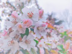 -南京古林公园