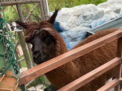 -栾川竹海野生动物园