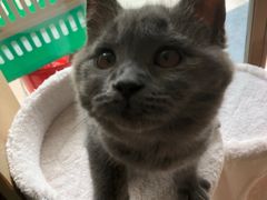 -lincat·猫舍(广州店)