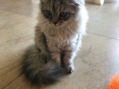 -猫咖时代(中山亭店)