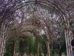 -合肥滨湖国家森林公园