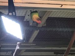 -上海大自然野生昆虫馆(东方明珠·爬宠昆虫探索中心)