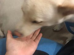 -柴迷FANS CLUB·柴犬狗咖·猫咖