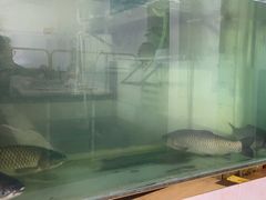 -源港渔村-中山脆肉鲩(博罗店)