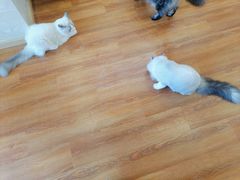 -李小姐の猫咖啡馆(五角场店)