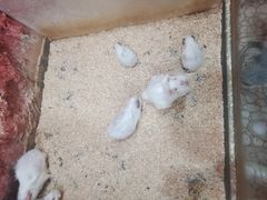 -上海大自然野生昆虫馆