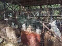 -草根堂农场