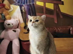 -咖法森林·咖啡  酒吧(天河店)