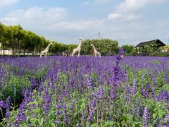 -广东花都香草世界旅游度假区