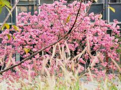 -深圳湾万象城(南山店)