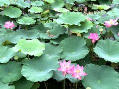 -天津东丽湖风景区