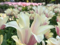 -洛阳郁金香牡丹园