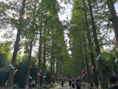 -黄海国家森林公园