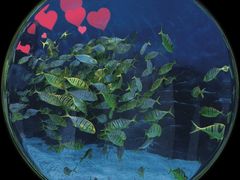 -苏州海洋馆