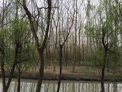 -溱湖国家湿地公园