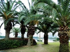 棕榈科-白鹭洲公园