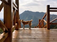 -大岭沟猕猴桃谷风景区