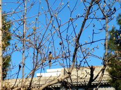 -西安化觉巷清真大寺