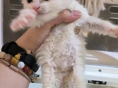 -平行世界·猫咖(首经贸店)