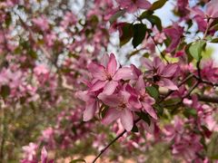-黑龙江省森林植物园